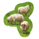 Feature Sheep C2.png