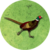Token FalconerPoacher Pheasant.png