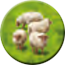 Token HillsSheep Sheep4 C2.png