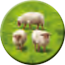 Token HillsSheep Sheep3 C2.png