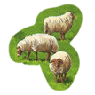 Feature Sheep C2.png