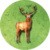 Token FalconerPoacher Deer.png